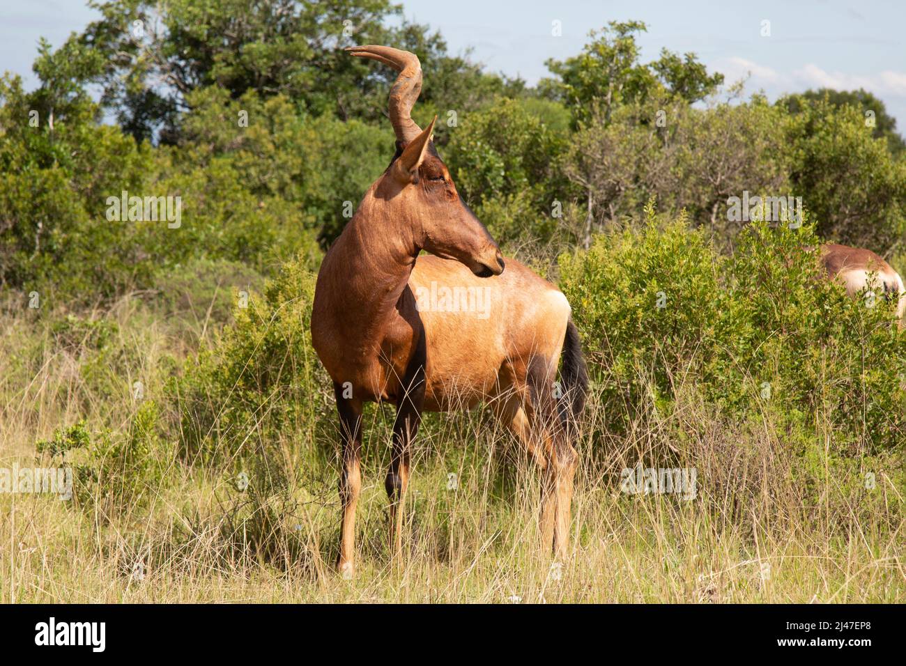 A Red Hartebeest, or Cape Hartebeest, Acelaphus Buselaphus Caama, in the Addo Elephant Park, South Africa. Stock Photo