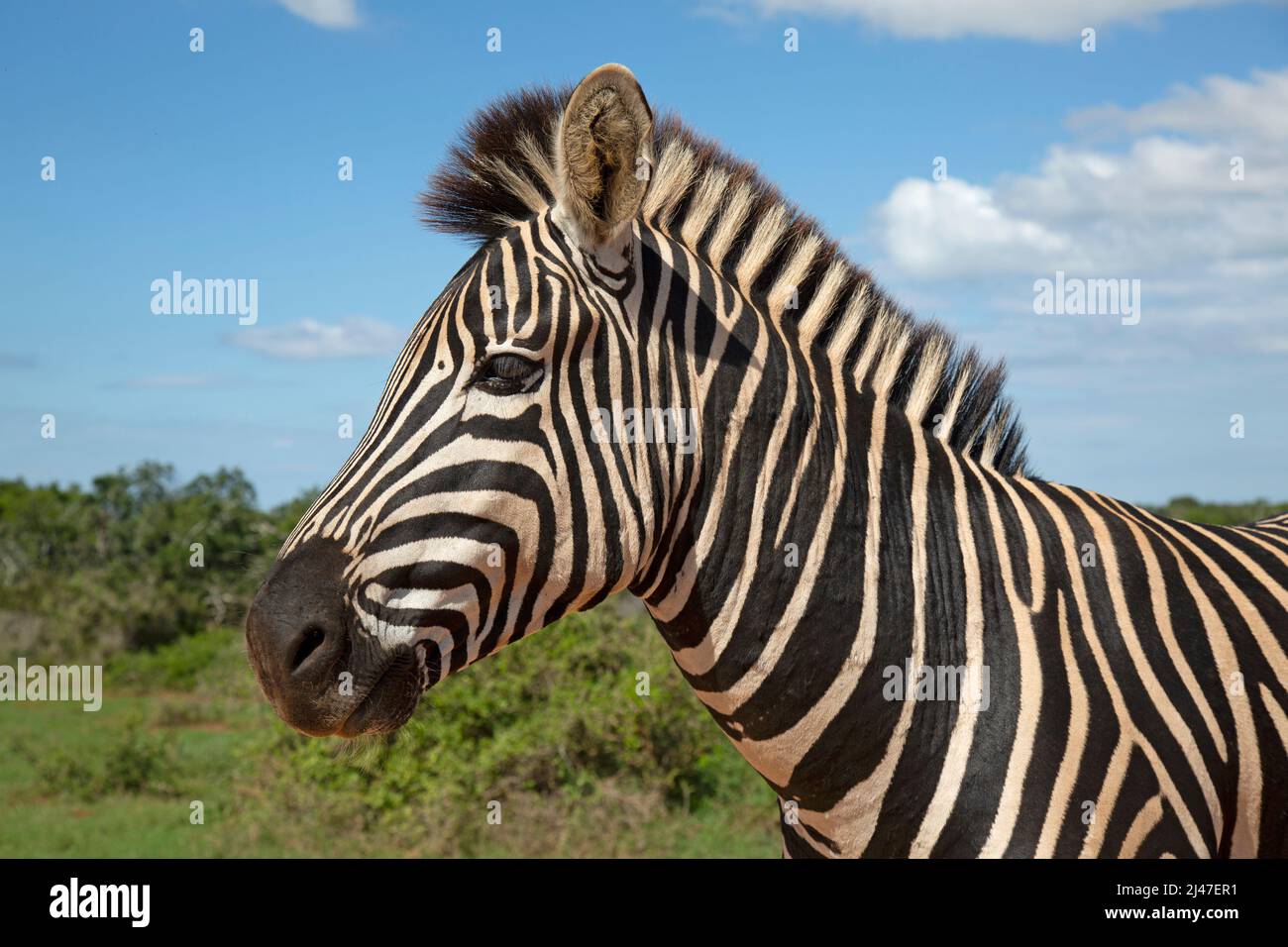 A Burchell's Zebra at the Addo Elephant Park, South Africa. Stock Photo