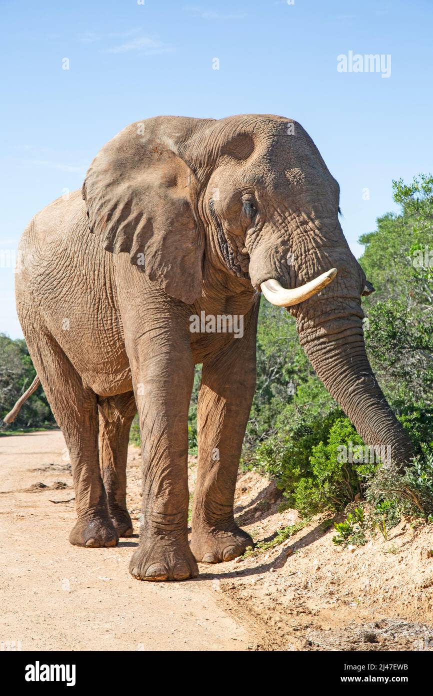 A large mature Bull elephant, showing signs of being in Musth, in the Addo Elephant Park, South Africa. Stock Photo