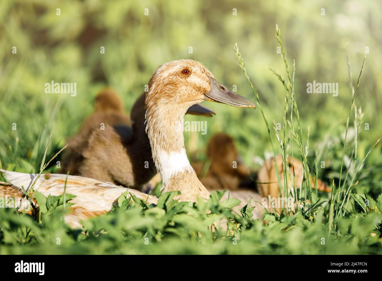 Indian Runner duck and its ducklings squat in tall grass. Stock Photo