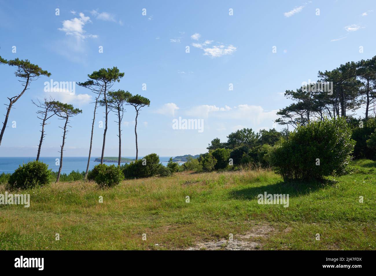 a-nice-snapshot-of-a-forest-of-tall-pine-trees-by-the-sea-on-a