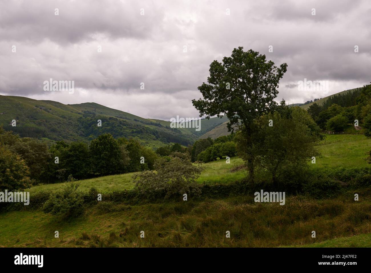 Green meadows with trees under a beautiful blue sky with white clouds ...