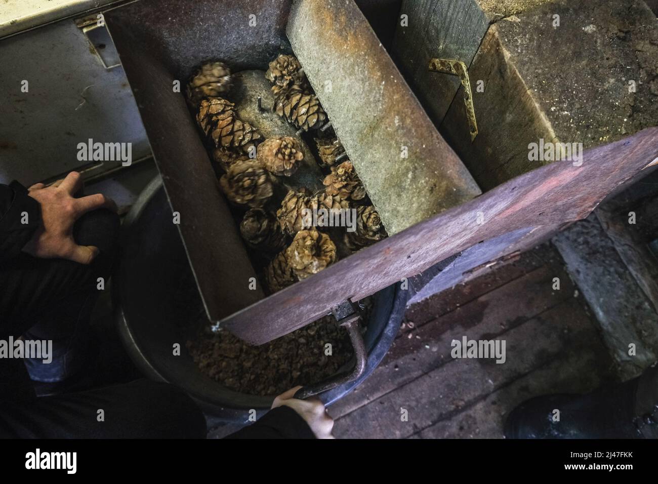 A man turns a homemade device for extracting cedar nuts from Siberian ...