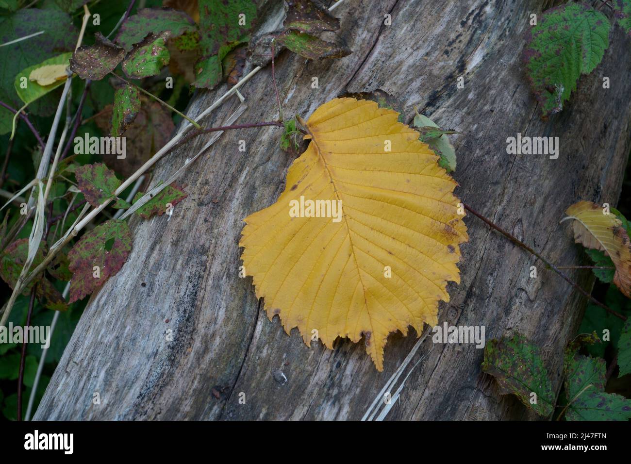 Fallen yellow leaf in autumn season on a dry wood trunk in a wild natural environment. A close-up scenic top view. Fall season still life scene outdoo Stock Photo