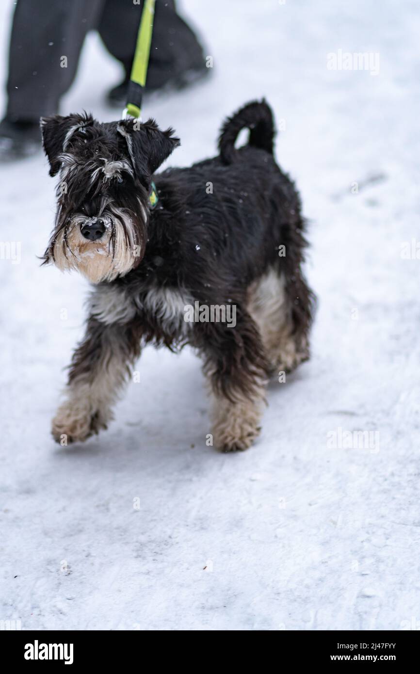 Miniature Schnauzer dog beard mini black, In the afternoon portrait animal for pedigree from puppy therapy, black sport. Happy small doggy, training Stock Photo
