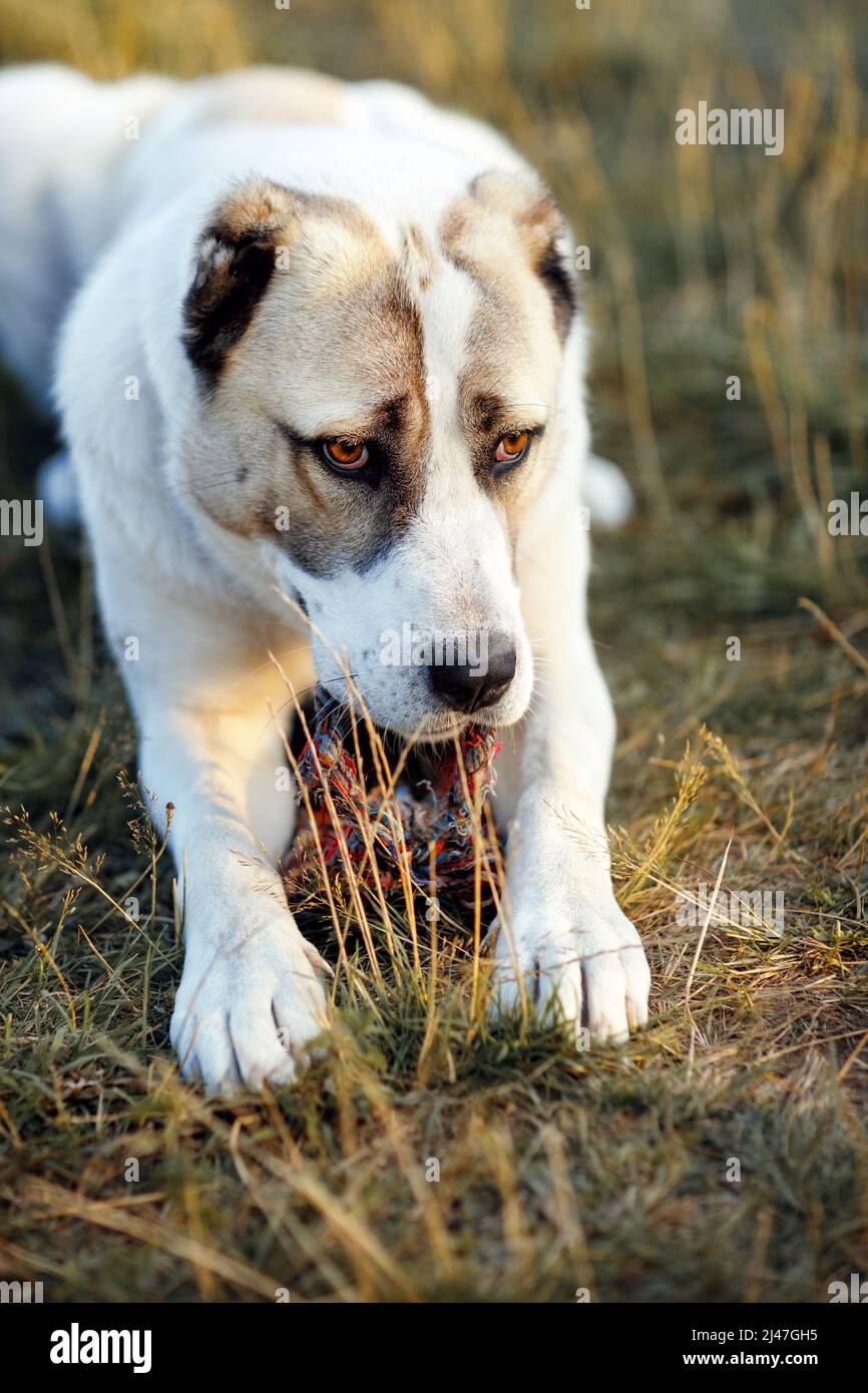 A sad dog lies on the grass and keeps his toy rope between his legs. Stock Photo