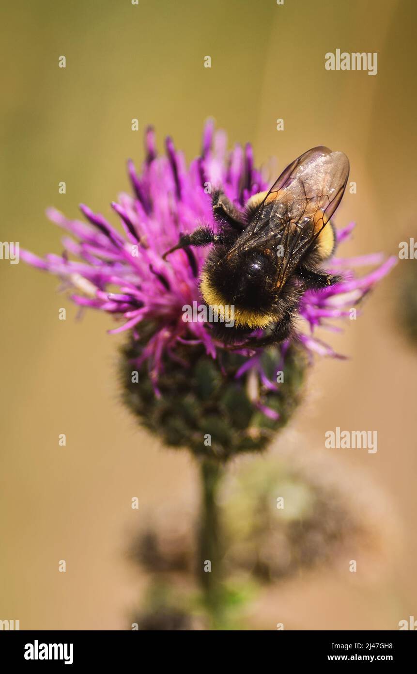 Beautiful summer natural scene. Bee in a pink flower. Photo in shallow depth of field. Stock Photo