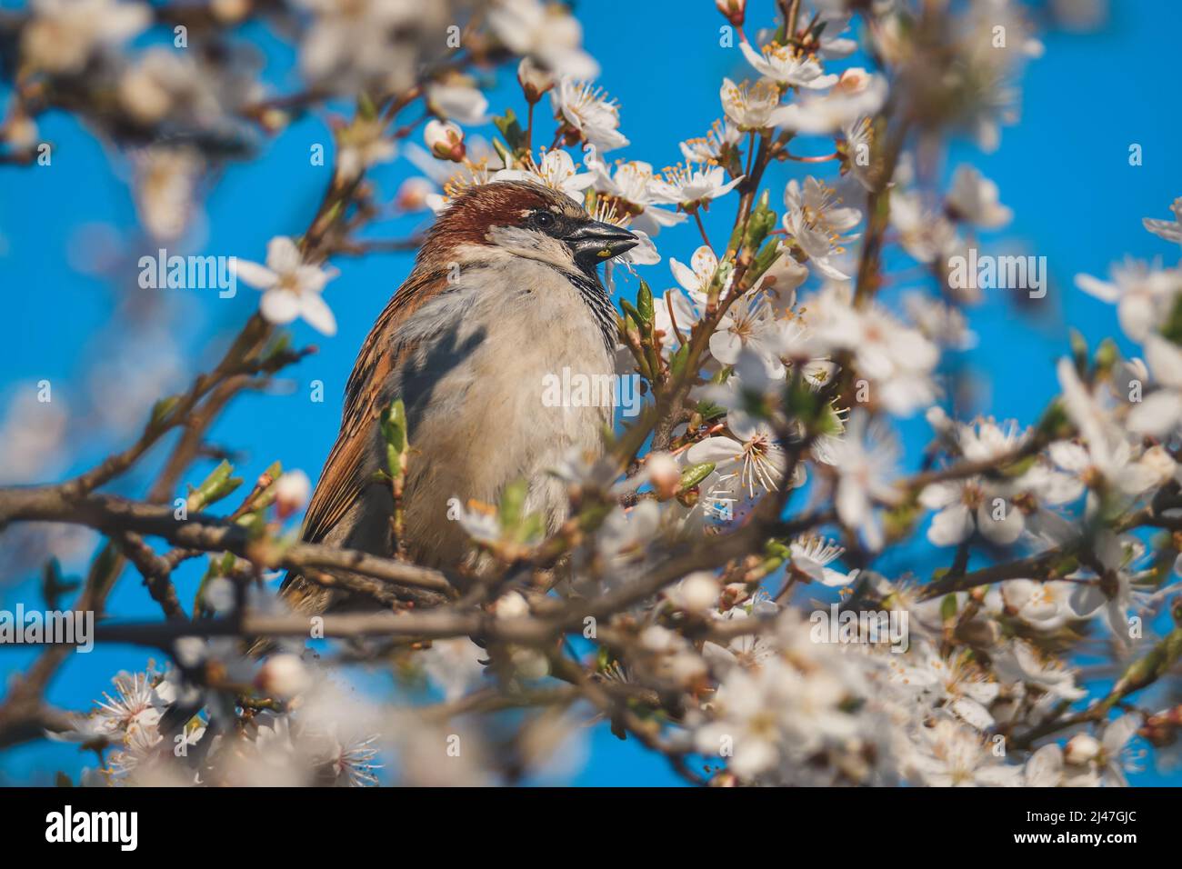 Spring fauna and flora. Common sparrow on tree branches. Stock Photo