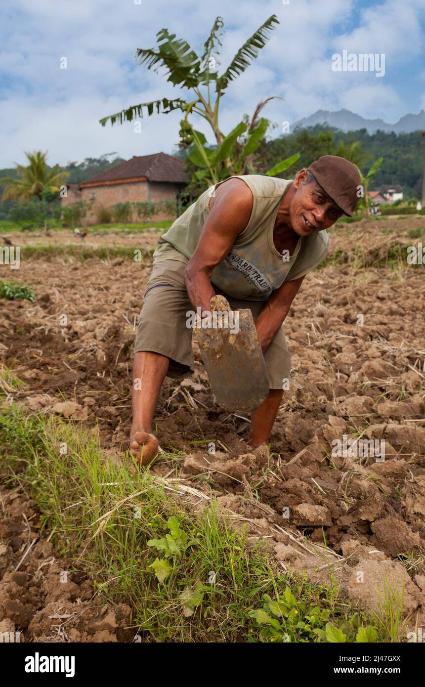 Borobudur, Java, Indonesia.  Farmer Hoeing his Field in Preparation for Planting. Stock Photo