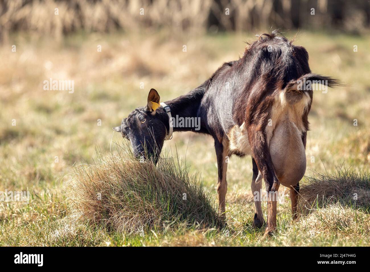 A long-haired dark brown goat with one horn and a large udder. Free-range goat grazing on a small rural organic dairy farm. Stock Photo