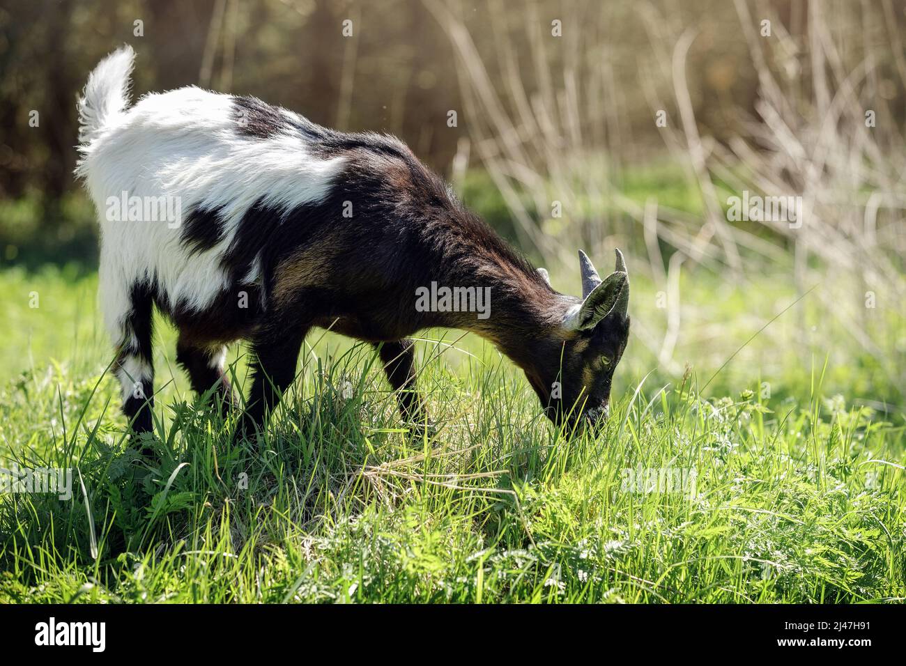 Goat with a black front and a white end grazes on a green meadow near the forest and eats grass. Stock Photo