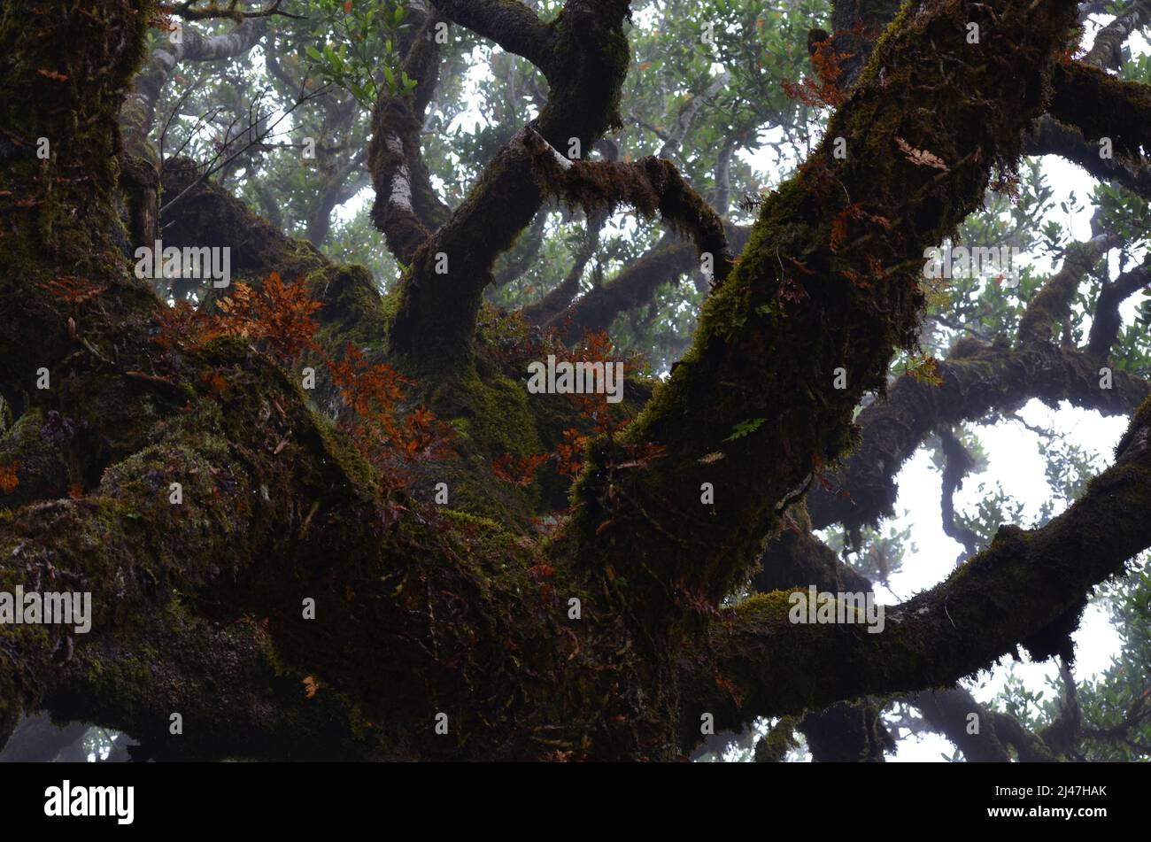 Stinkwood (til) trees in the misty Fanal, an area of ancient laurisilva forest in the high plateau of Madeira Stock Photo
