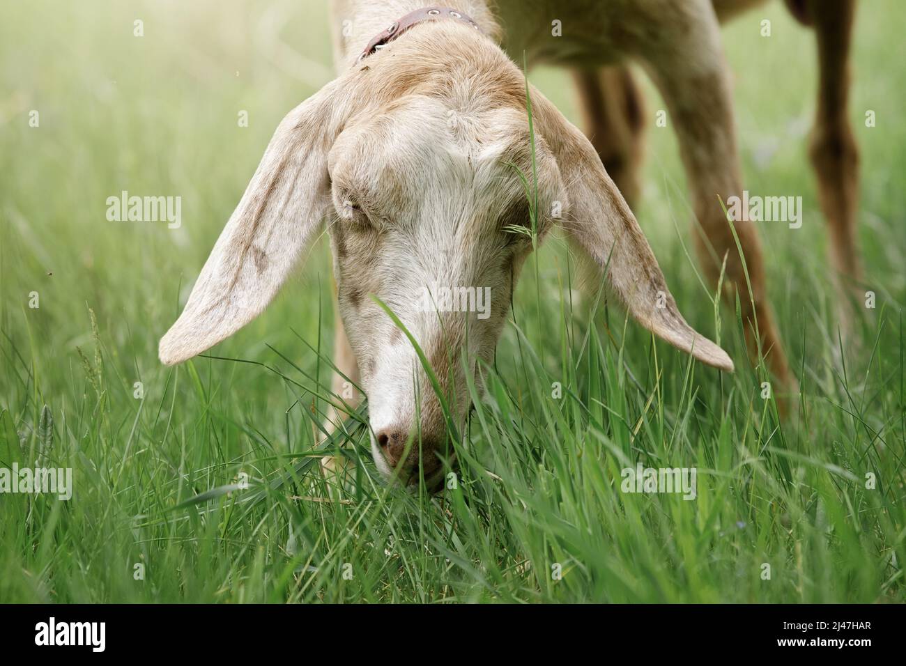 Portrait of a nubian goat eating fresh grass. Free-range goat grazing on a small rural organic dairy farm. Stock Photo