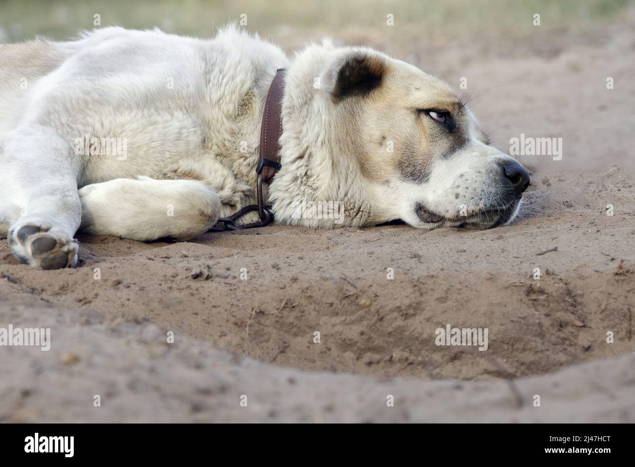 Asian shepherd dog sleeping peacefully on sand bed after digging his