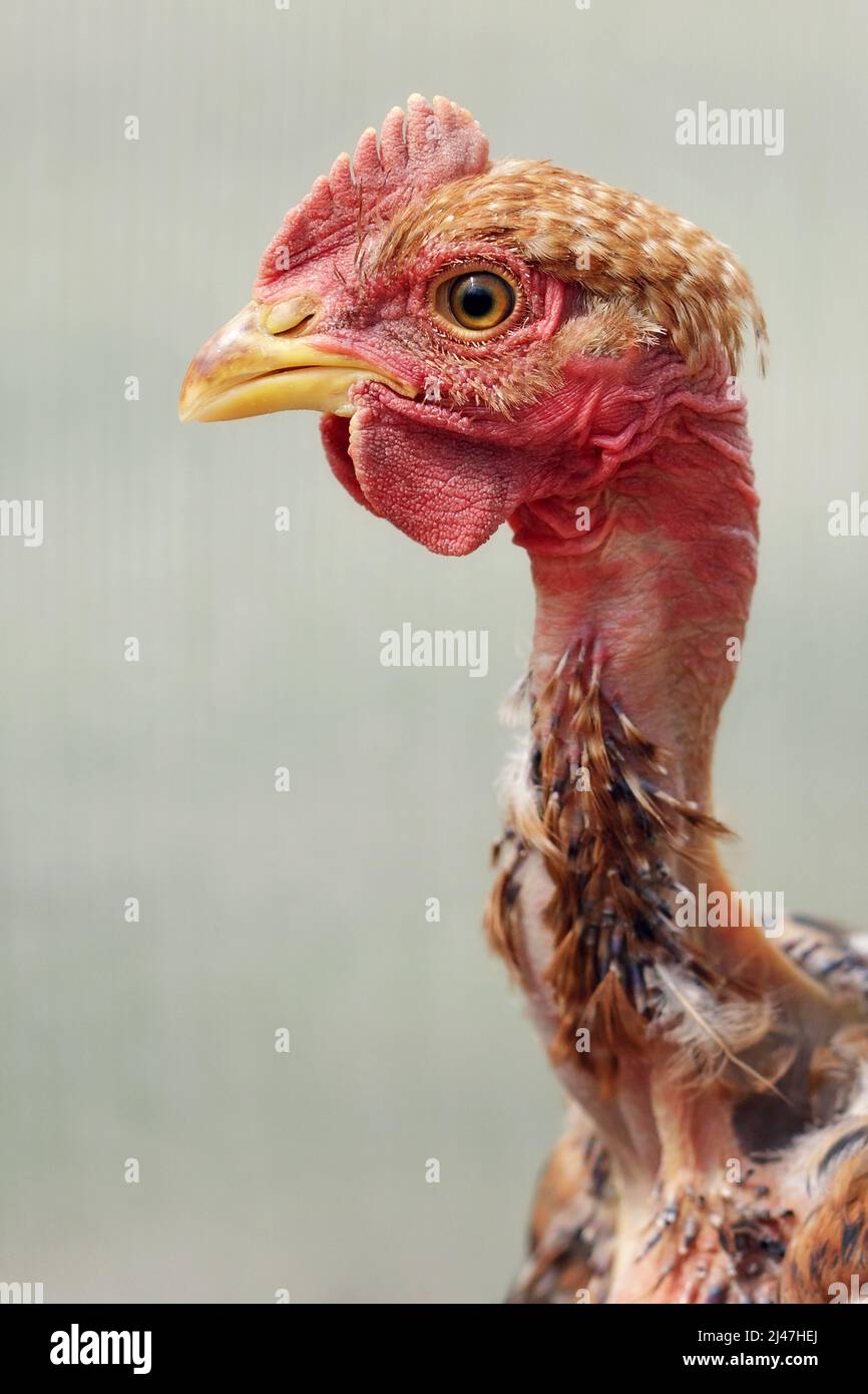 Free Range Naked Neck Chicken Portrait In A Farm At Summer Time