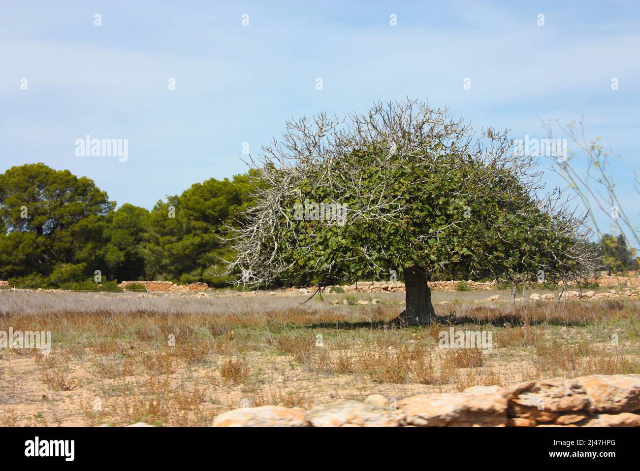 Fig tree ibiza hi-res stock photography and images - Alamy