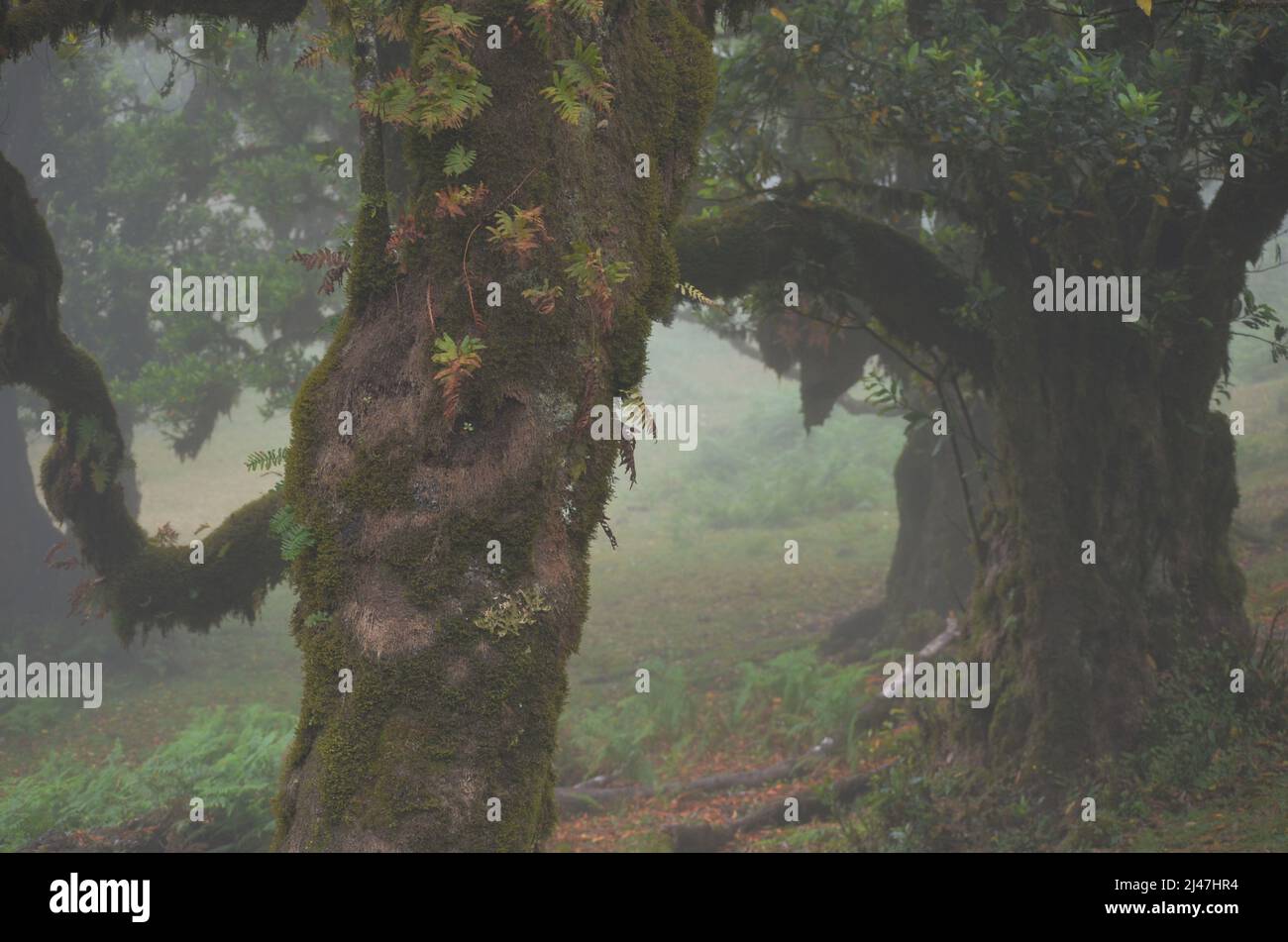 Stinkwood (til) trees in the misty Fanal, an area of ancient laurisilva forest in the high plateau of Madeira Stock Photo