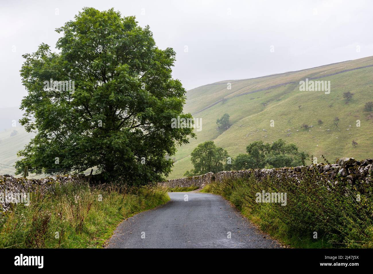 UK, England.  Roadside Tree in the Yorkshire Dales in Autumn Mist. Stock Photo