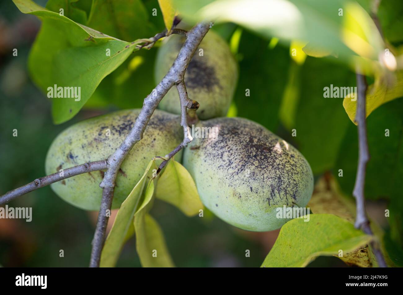 Closeup view of ripening paw paw fruits growing on a tree Stock Photo Alamy