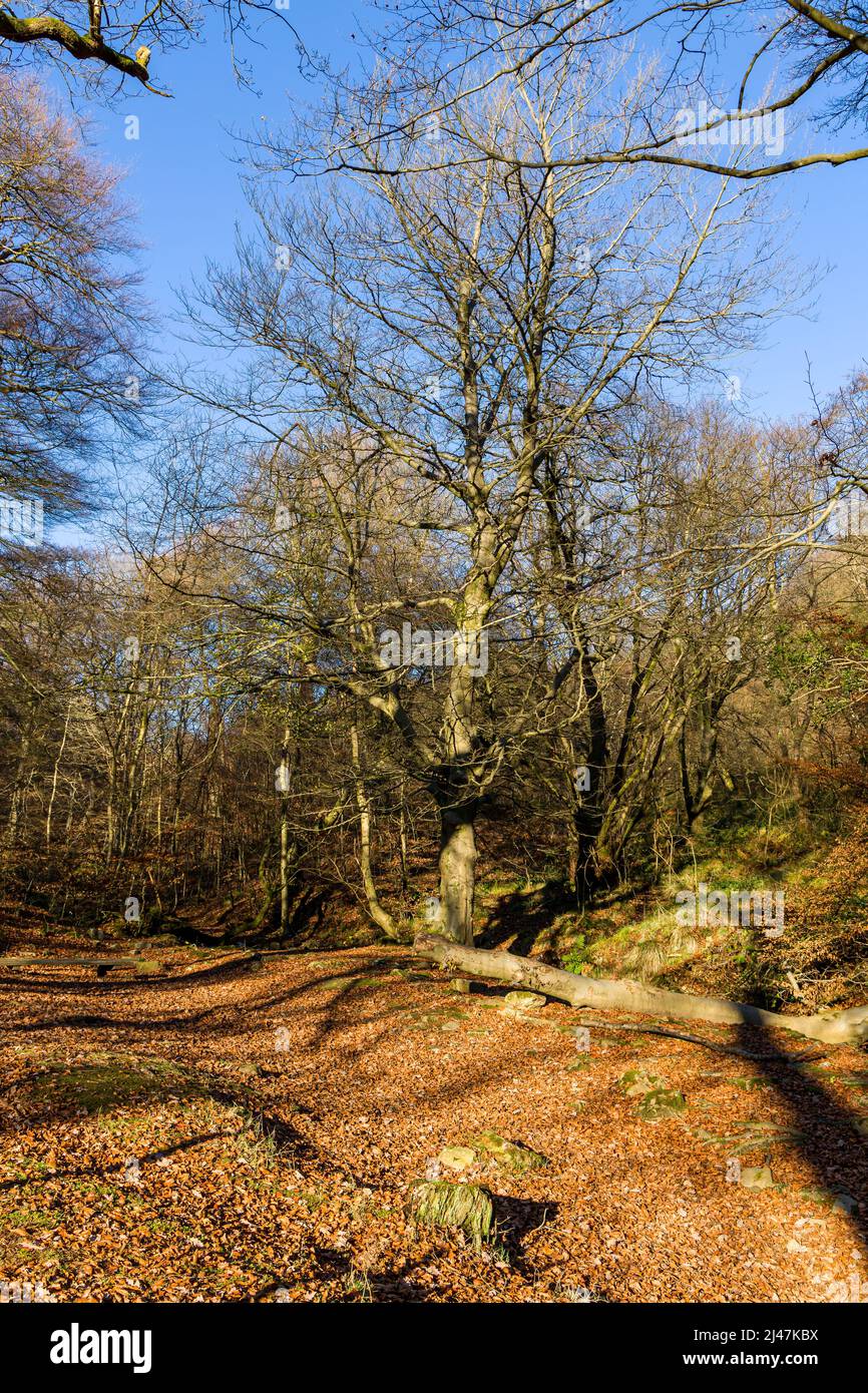 Autumn (fall) colors on the trees and leaves on a sunny day (Silent Valley, Ebbw Vale, Wales) Stock Photo