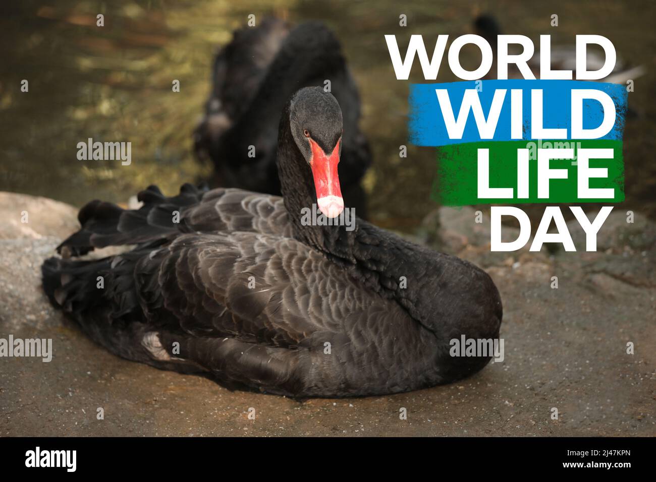 Beautiful black swans near pond and text WORLD WILDLIFE DAY Stock Photo