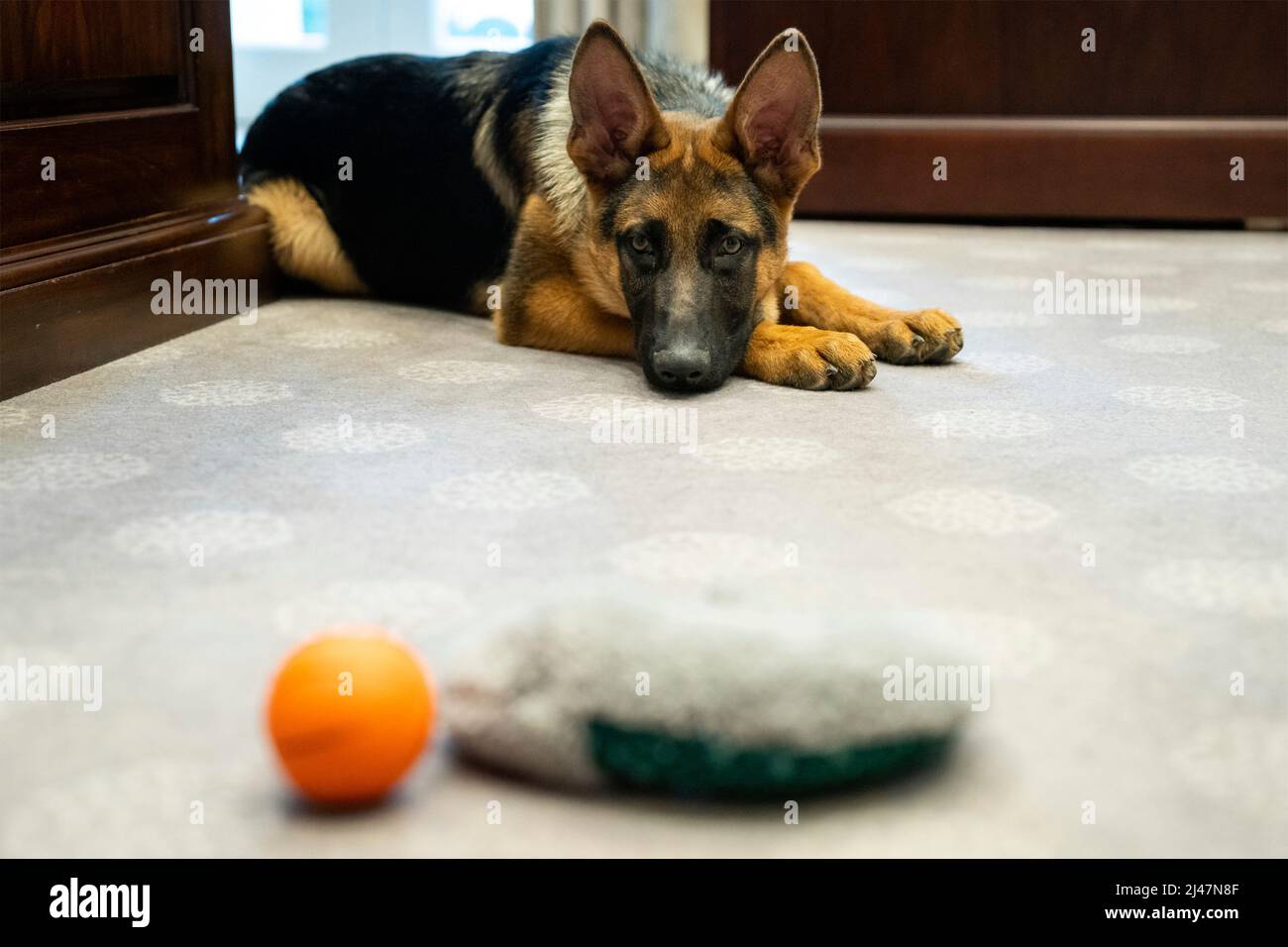 Washington, United States of America. 20 January, 2022. Commander, the pet dog of U.S President Joe Biden with his favorite toys as he waits at the Outer Oval Office of the White House, January 20, 2022 in Washington, D.C.  Credit: Adam Schultz/White House Photo/Alamy Live News Stock Photo