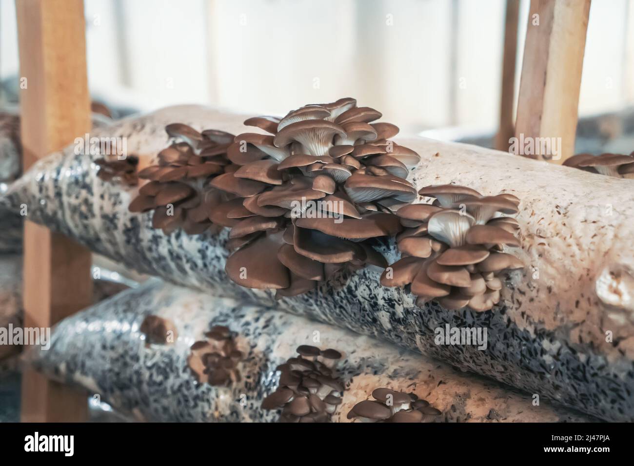 Mushrooms Farm, cultivation and growing fungus in plastic bags and