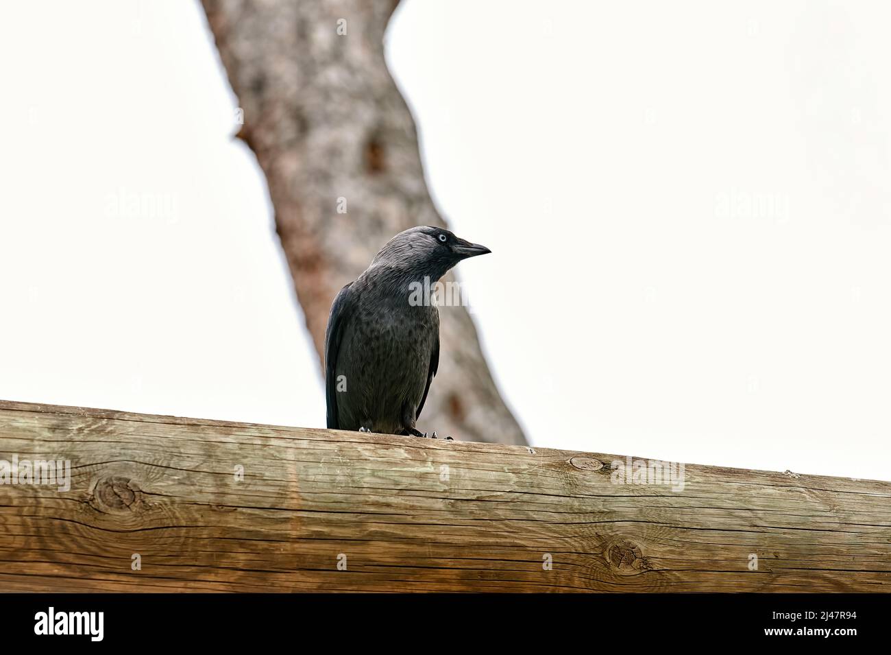 Western jackdaw, bird of the corvidae family standing on a tree trunk Stock Photo