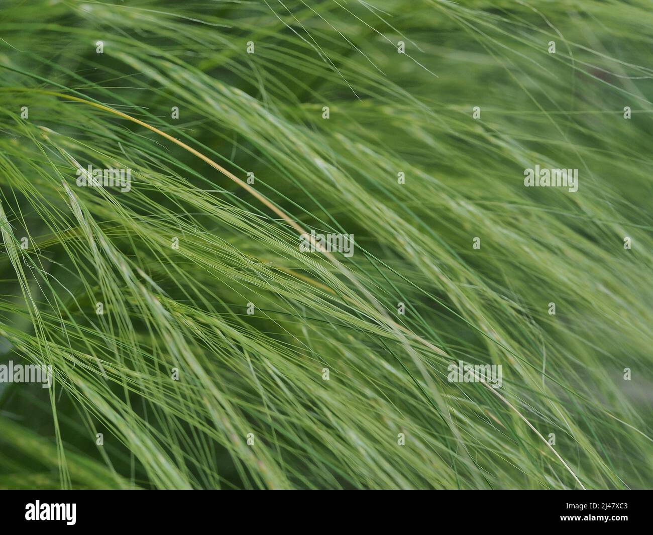 Macro of Mexican feathergrass Stock Photo