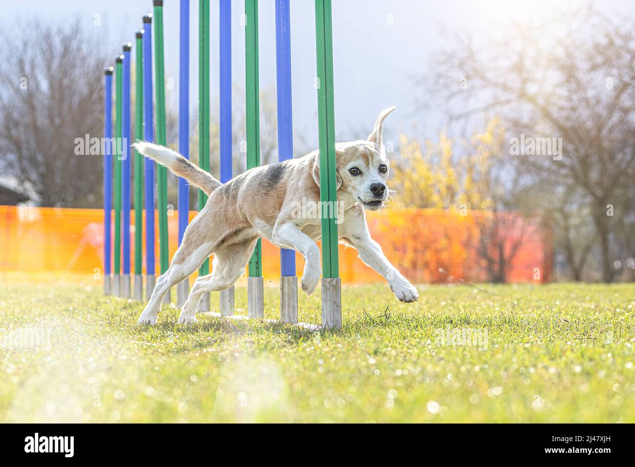 Agility with small dogs: A beagle hound mastering agility slalo Stock Photo