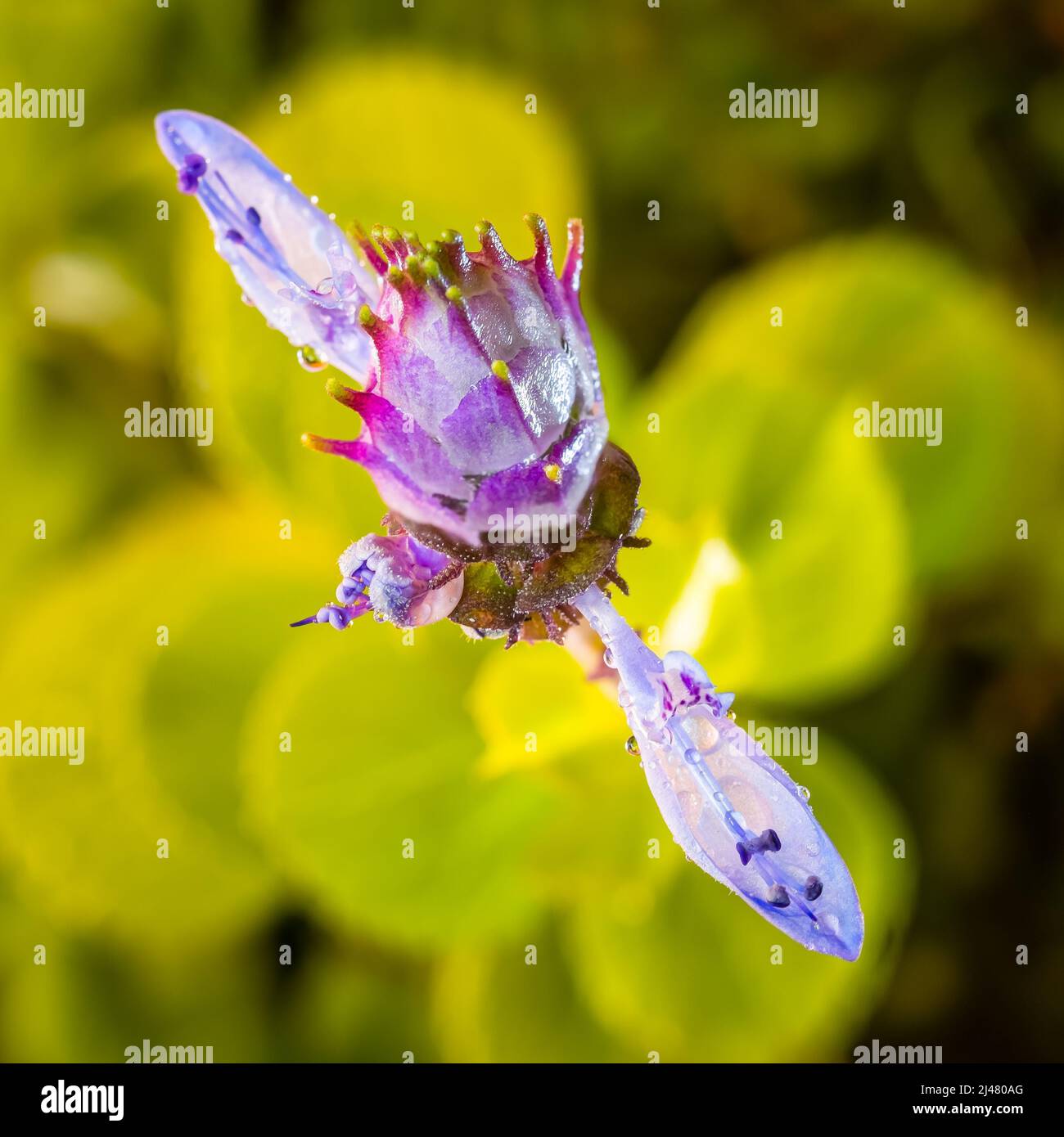 Scaredy kat hi-res stock photography and images - Alamy