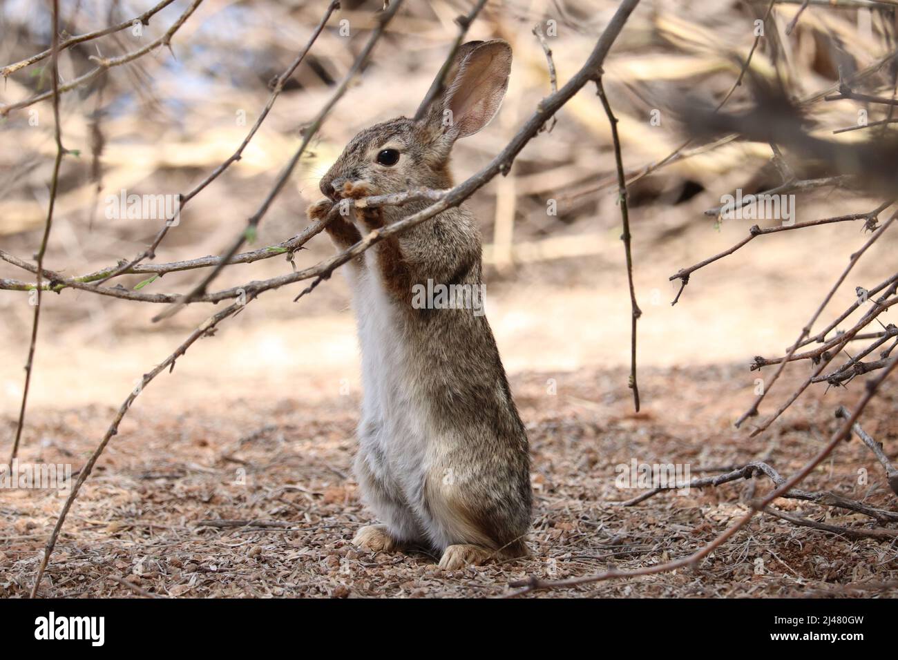 Desert cottontail or Sylvilagus audubonii rearing up to feed on some branches at the Riparian water ranch in Arizona. Stock Photo