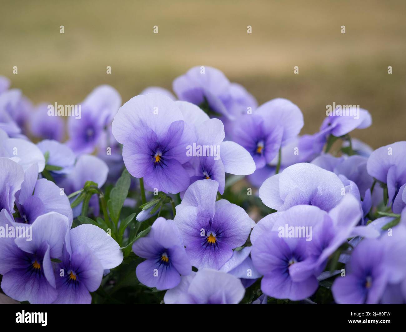 Ornamental purple flowers with yellow pollen with grass in the background. Stock Photo