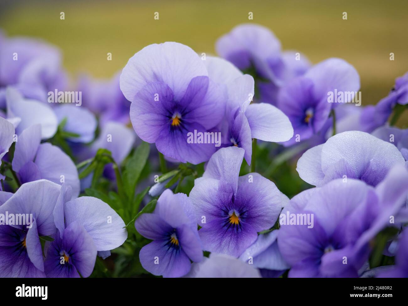 Ornamental purple flowers with yellow pollen with grass in the background. Stock Photo