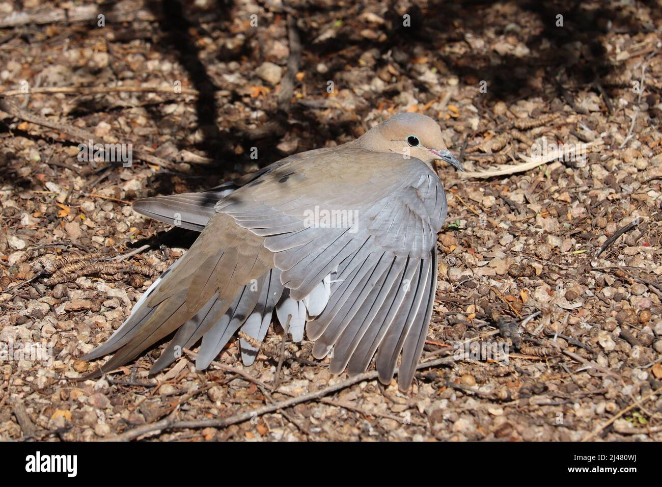 Mounring dove or Zenaida macroura stretching wing while sunning at the Riparian water ranch in Arizona. Stock Photo
