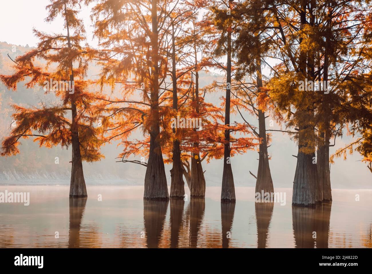 Taxodium distichum or swamp cypresses and glassy lake with reflection. Stock Photo
