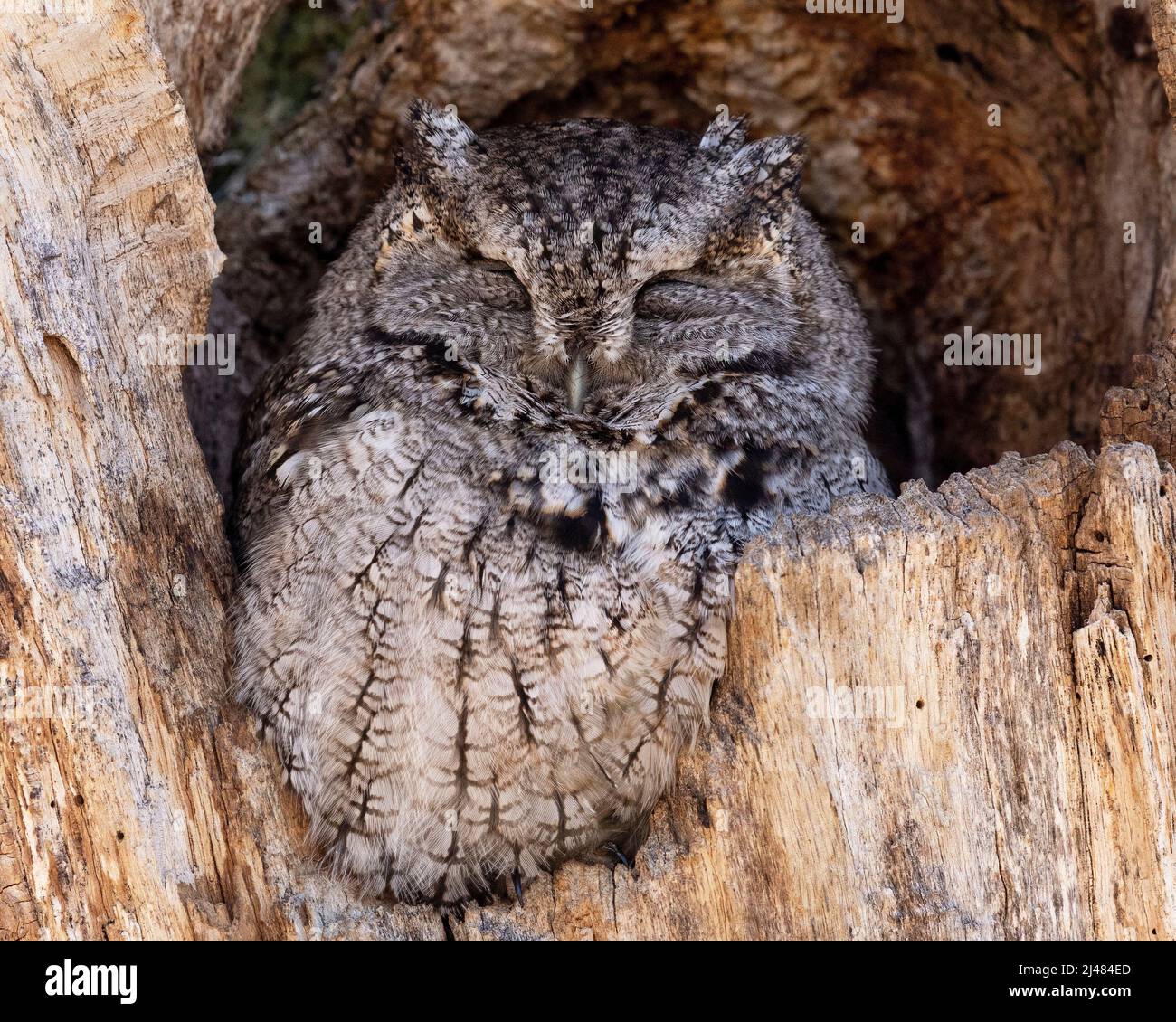 (Ottawa, Canada---12 April 2022) Eastern Screech Owl. Stock Photo