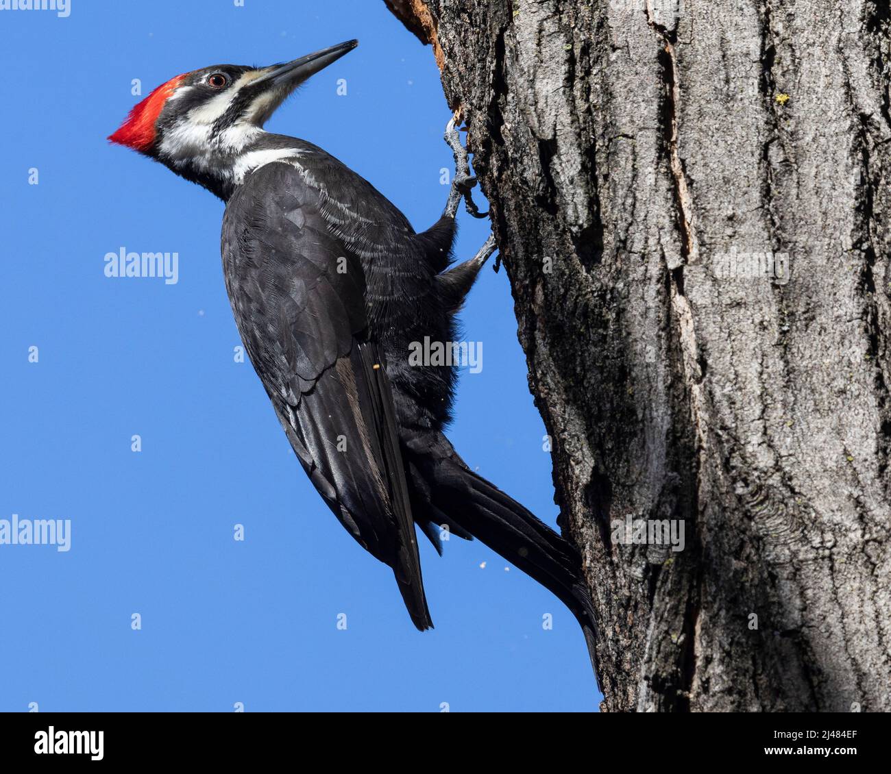 (Ottawa, Canada---12 April 2022) Pileated Woodpecker. Stock Photo