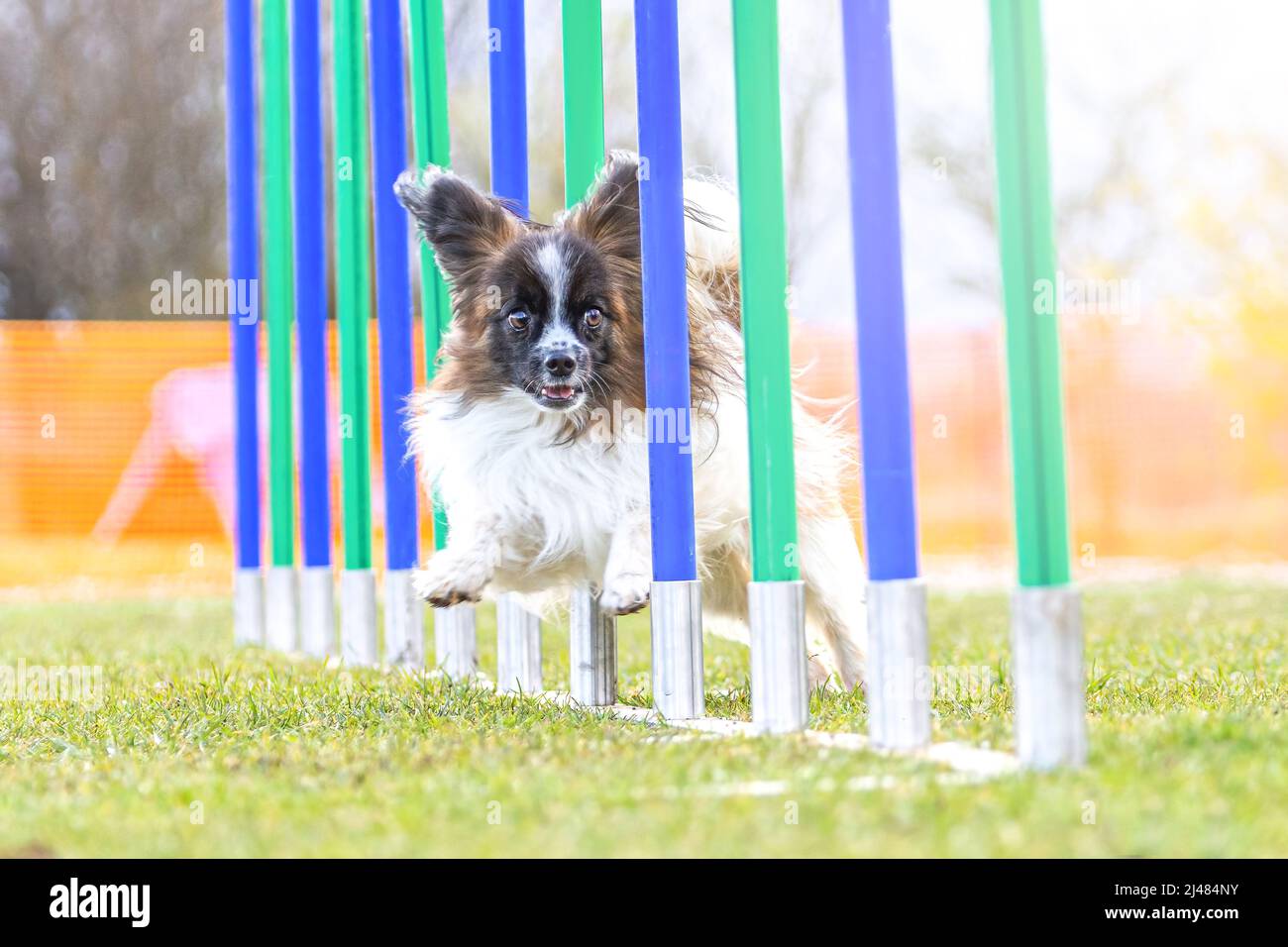 Small dogs and agility training An adorable papillon dog mastering