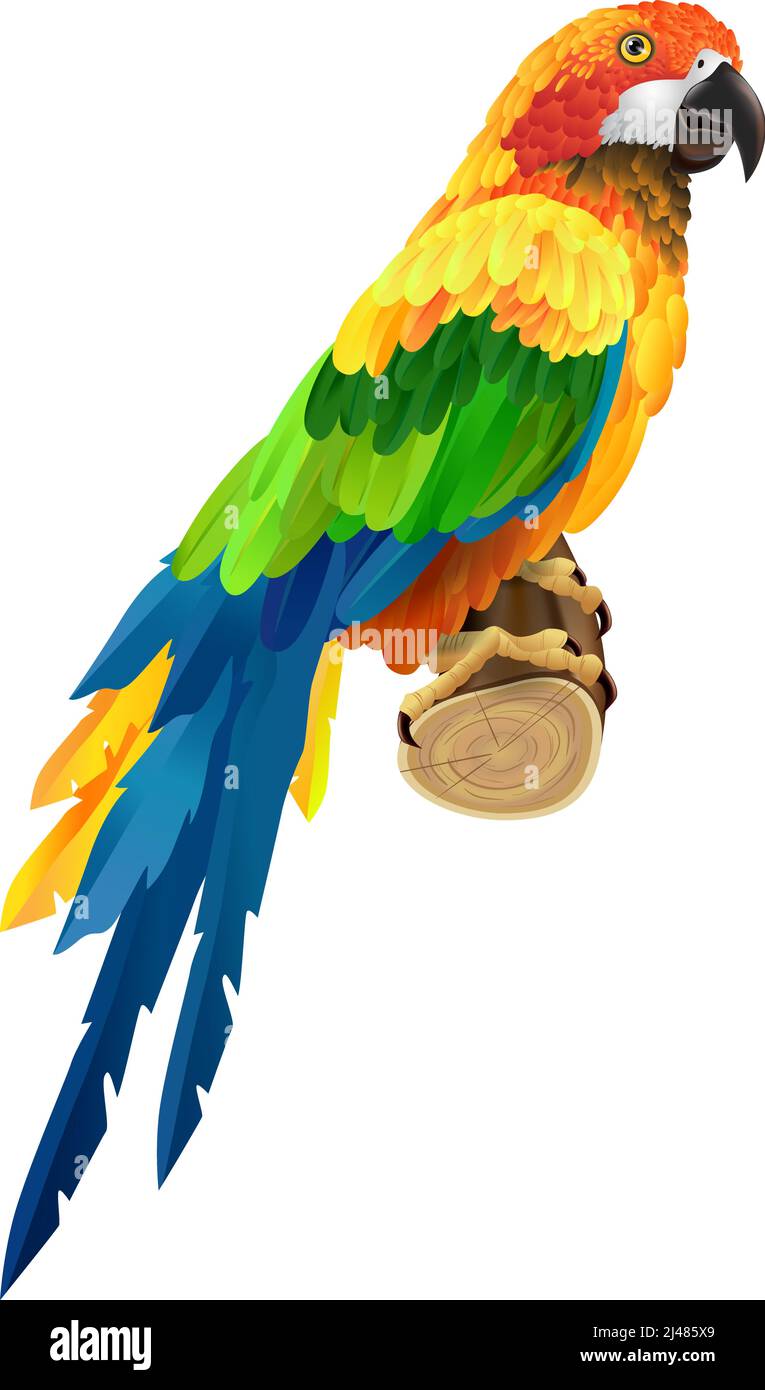 Beautiful colorful parrot on twig. Bird, fauna, wildlife. Tropics concept. Can be used for greeting cards, posters, leaflets and brochure Stock Vector