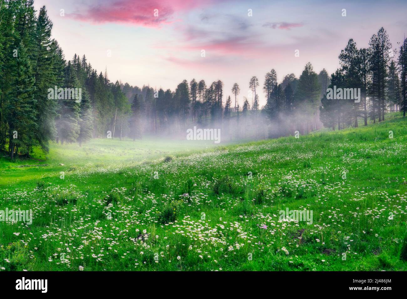 Perfect Valley With Green Grass And Low Mist In Morning Evening Stock Photo