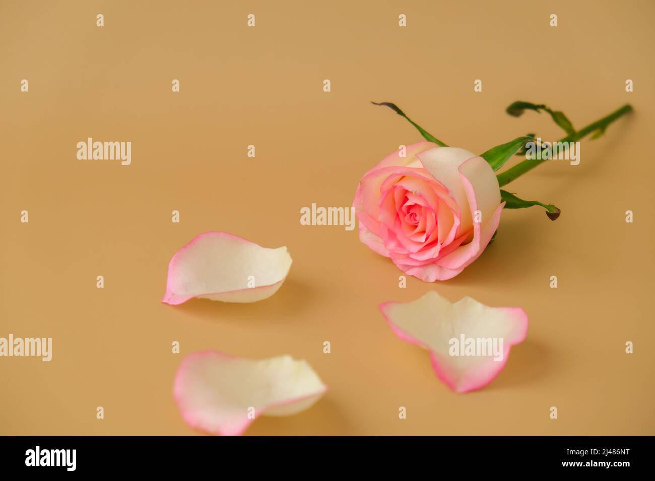 94+ Wonderful Pastel Pink Rose Aesthetic Draft