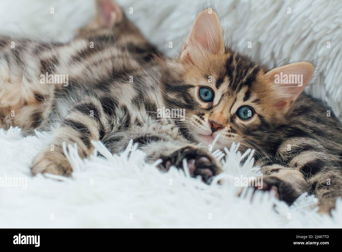 Cute dark grey charcoal long-haired bengal kitten laying on a furry white  blanket Stock Photo - Alamy