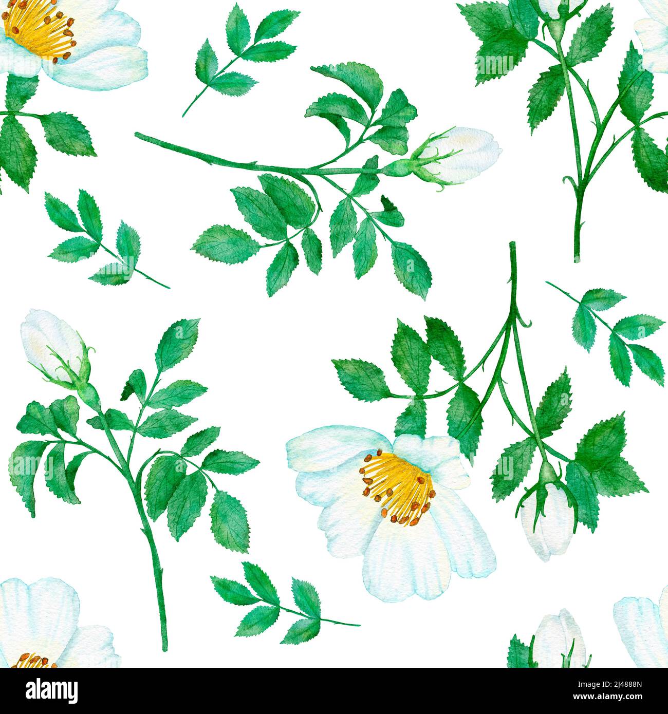 Watercolor hand drawn seamless pattern with floral wild rose flowers ...