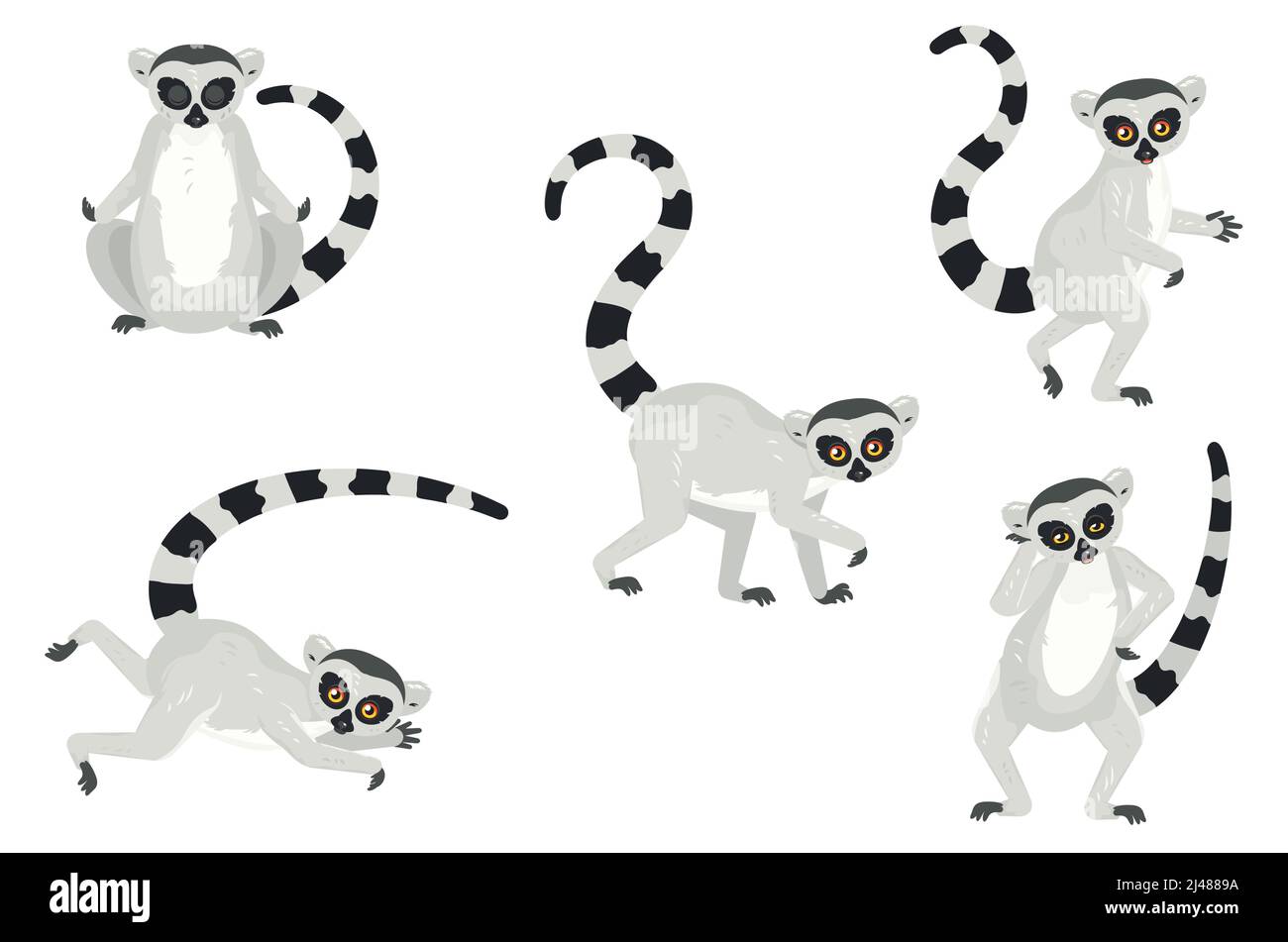Cute cartoon gray lemurs catta, ring tailed illustration. Stock Vector