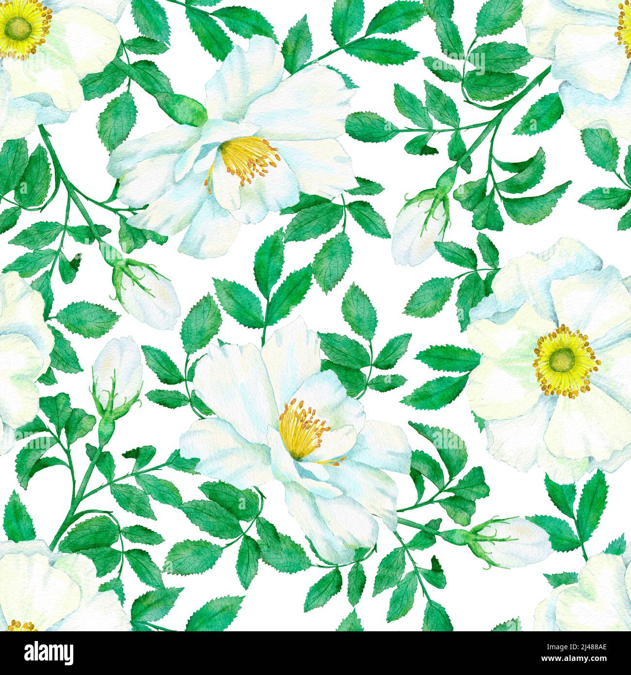 Watercolor hand drawn seamless pattern with floral wild rose flowers ...
