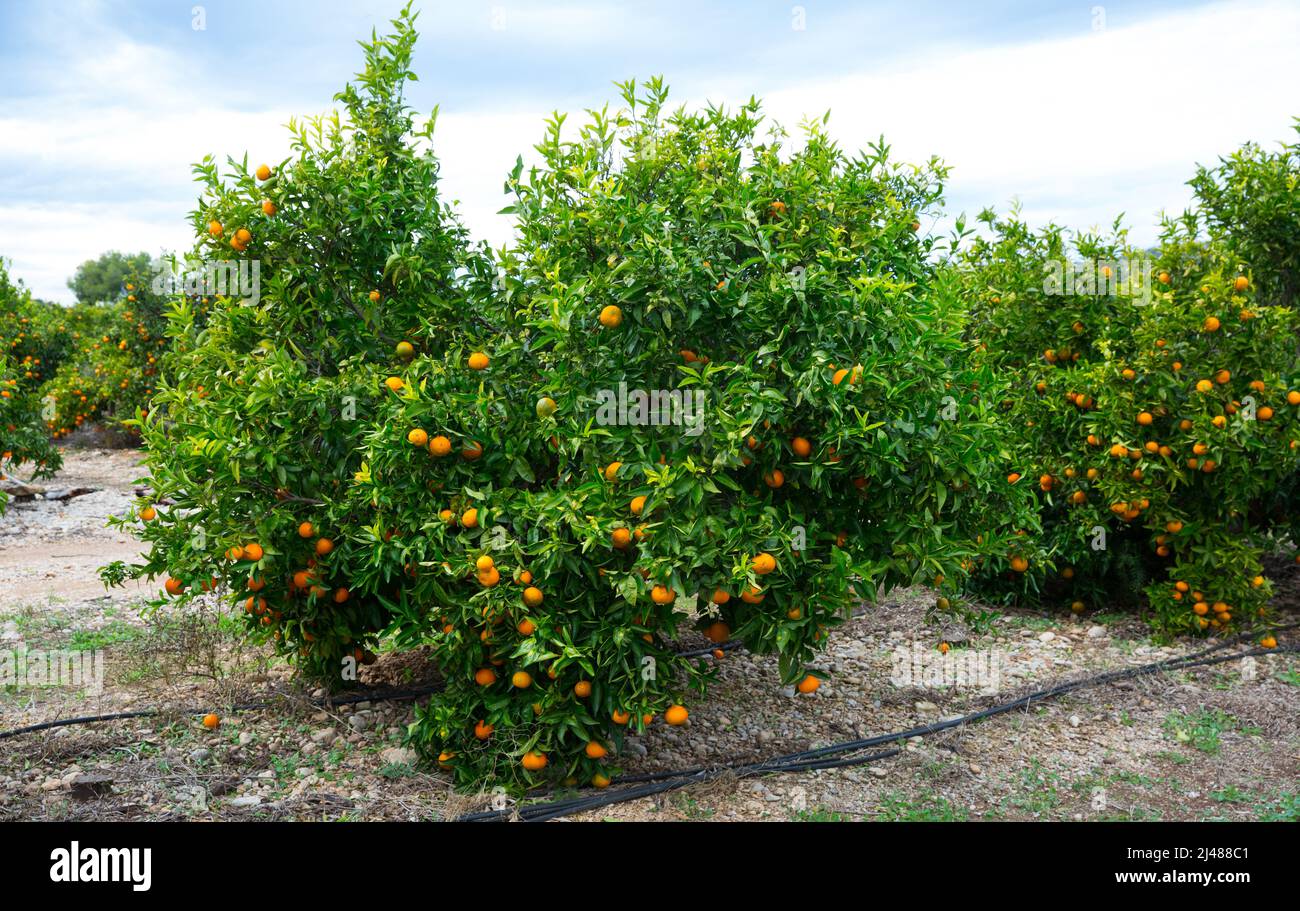 Tangerines trees with ripe fruits Stock Photo Alamy