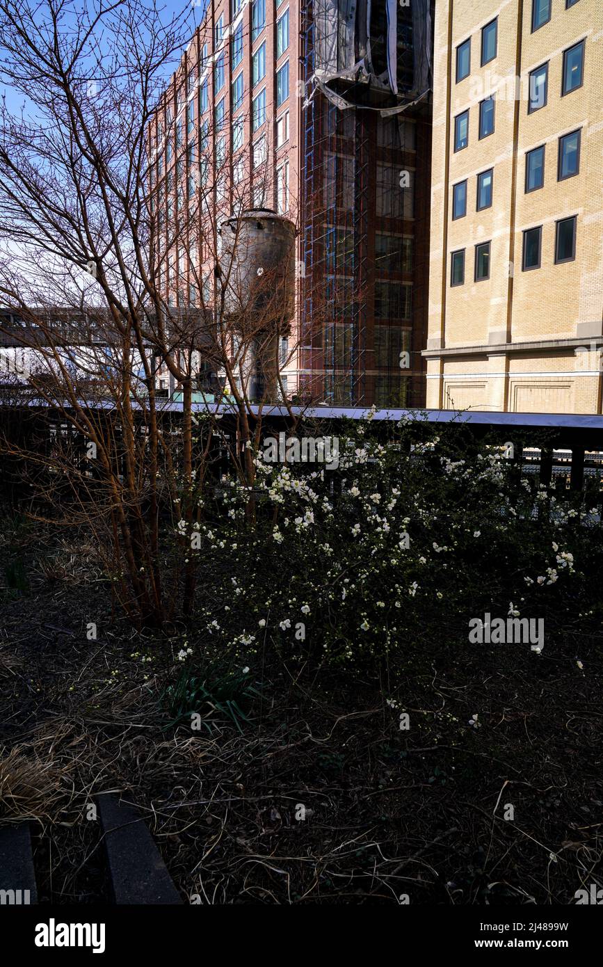 Changing seasons: early spring on the Highline, an urban park in New York on a disused rail viaduct. Garden design by Pete Oudolf Stock Photo