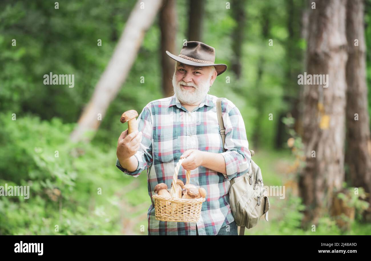 Grandfather gather mushrooms in the summer forest. Old man walking. Grandpa Pensioner. Senior hiking in forest. Summer and hobbies. Stock Photo