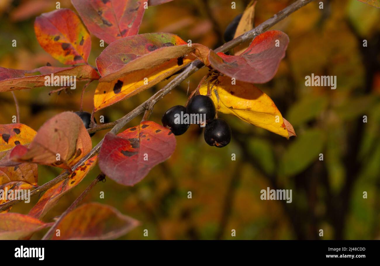 Black berries of chokeberry close-up. Decorative outdoor plant. Stock Photo